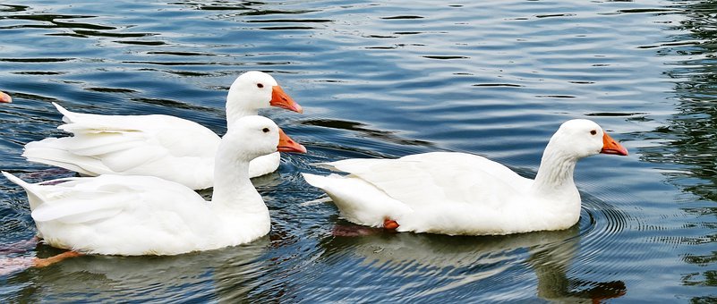 我们男神都有“绅士手”!绅士手英文怎么说