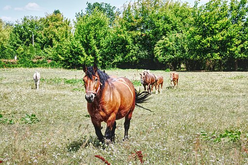 ��������ѧϰ����ָ��